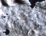 Lithothamnion polymorphum Lithothamnion polymorphum