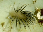 Calma glaucoides (Alder & Hancock, 1854) Calma glaucoides (Alder & Hancock, 1854)