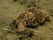 Facelina bostoniensis (Couthouy, 1838)