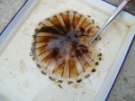 Note on appearance of scyphomedusa Chrysaora hysoscella (Linne, 1767) at Bay of Kotor (southern Adriatic) Note on appearance of scyphomedusa Chrysaora hysoscella (Linne, 1767) at Bay of Kotor (southern Adriatic)
