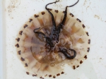 Chrysaora hysoscella (Linnaeus, 1767) from Boka Kotorska Bay (southern Adriatic) Chrysaora hysoscella (Linnaeus, 1767) from Boka Kotorska Bay (southern Adriatic)