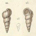 Scalaria hotessierianaOriginal figure in d'Orbigny (1842-1853, pl. 10 fig. 22-23) Scalaria hotessierianaOriginal figure in d'Orbigny (1842-1853, pl. 10 fig. 22-23)
