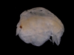 Peltocoxa gibbosa Peltocoxa gibbosa