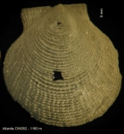 Cyclopecten vimineus Dijkstra & Gofas, 2004 Cyclopecten vimineus Dijkstra & Gofas, 2004