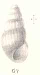 Rissoina zonula Melvill & Standen, 1896 Rissoina zonula Melvill & Standen, 1896