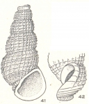 Phosinella cyatha Laseron, 1956 Phosinella cyatha Laseron, 1956