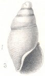Rissoina (Stossichia) bougei Bavay, 1917 Rissoina (Stossichia) bougei Bavay, 1917