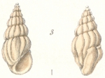 Rissoina exigua Weinkauff, 1881 Rissoina exigua Weinkauff, 1881