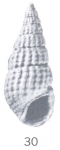 Rissoina (Rissoina) waluensis Ladd, 1966 Rissoina (Rissoina) waluensis Ladd, 1966