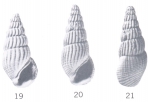 Rissoina (Rissoina) abbotti Ladd, 1966 Rissoina (Rissoina) abbotti Ladd, 1966