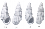 Rissoina (Phosinella) alexisi Ladd, 1966 Rissoina (Phosinella) alexisi Ladd, 1966