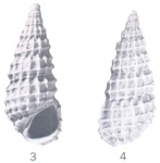 Rissoina (Phosinella) briggsi Ladd, 1966 Rissoina (Phosinella) briggsi Ladd, 1966