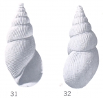 Rissoina (Zebinella) emnanana Ladd, 1966 Rissoina (Zebinella) emnanana Ladd, 1966