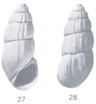 Rissoina (Schwartziella) jirikana Ladd, 1966 Rissoina (Schwartziella) jirikana Ladd, 1966