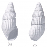 Rissoina (Schwartziella) mejilana Ladd, 1966 Rissoina (Schwartziella) mejilana Ladd, 1966