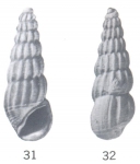 Rissoina (Rissoina) ekkanana Ladd, 1966 Rissoina (Rissoina) ekkanana Ladd, 1966
