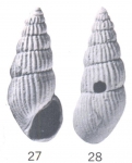 Rissoina (Rissoina) lomaloana Ladd, 1966 Rissoina (Rissoina) lomaloana Ladd, 1966