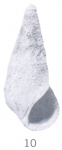 Zebina (Cibdezebina) metaltilana Ladd, 1966 Zebina (Cibdezebina) metaltilana Ladd, 1966