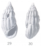 Rissoina (Schwartziella) rilebana Ladd, 1966 Rissoina (Schwartziella) rilebana Ladd, 1966