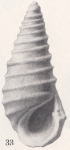 Rissoina vittata Gardner, 1947 Rissoina vittata Gardner, 1947