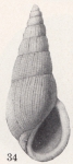 Rissoina (Mirarissoina) juncea Gardner, 1947 Rissoina (Mirarissoina) juncea Gardner, 1947