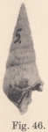 Rissoina (Crepitacella) jonkeri Koperberg, 1931 Rissoina (Crepitacella) jonkeri Koperberg, 1931