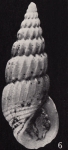 Rissoina (Schwartziella) otohimeae Kosuge, 1965 Rissoina (Schwartziella) otohimeae Kosuge, 1965