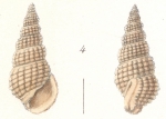 Rissoina Jickelii Weinkauff, 1881 Rissoina Jickelii Weinkauff, 1881
