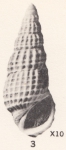 Rissoina (Phosinella) oncera Woodring, 1957 Rissoina (Phosinella) oncera Woodring, 1957