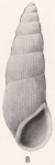 Rissoina coronadensis Bartsch, 1915 Rissoina coronadensis Bartsch, 1915
