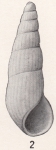 Rissoina dalli Bartsch, 1915 Rissoina dalli Bartsch, 1915