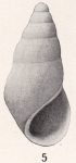 Rissoina cerrosensis Bartsch, 1915 Rissoina cerrosensis Bartsch, 1915