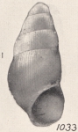 Rissoina multilineata Turton, 1932 Rissoina multilineata Turton, 1932