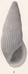 Rissoina peninsularis Bartsch, 1915 Rissoina peninsularis Bartsch, 1915