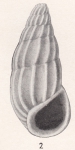 Rissoina pleistocena Bartsch, 1915 EP Rissoina pleistocena Bartsch, 1915 EP