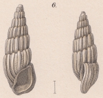 Rissoina montagui Weinkauff, 1881 Rissoina montagui Weinkauff, 1881