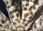 Zygometra elegans (Bell, 1882) Holotype - ray base Zygometra elegans (Bell, 1882) Holotype - ray base