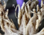 Zygometra elegans (Bell, 1882) Holotype - proximal pinnules Zygometra elegans (Bell, 1882) Holotype - proximal pinnules