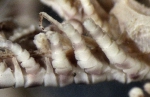 Zygometra elegans (Bell, 1882) Holotype - carinate proximal pinnule bases Zygometra elegans (Bell, 1882) Holotype - carinate proximal pinnule bases