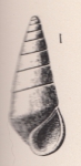 Rissoina johnsoni Dall, 1892 Rissoina johnsoni Dall, 1892