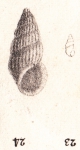 Rissoa chesnelii Michaud, 1830 Rissoa chesnelii Michaud, 1830