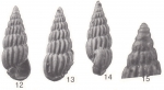 Rissoina (Rissolina) maduparensis Beets, 1986 Rissoina (Rissolina) maduparensis Beets, 1986