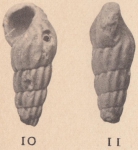 Rissoina bonneti Cossmann, 1910 Rissoina bonneti Cossmann, 1910