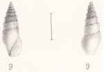 Rissoina lamberti Souverbie & Montrouzier, 1870 Rissoina lamberti Souverbie & Montrouzier, 1870