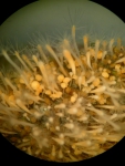 Hydractinia echinata colony female 1c Hydractinia echinata colony female 1c