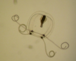 Podocoryne exigua Podocoryne exigua