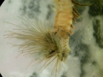 Sabellaria alveolata female 1b Sabellaria alveolata female 1b