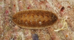 Iphione malifera Iphione malifera