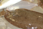 Dover sole - Solea solea