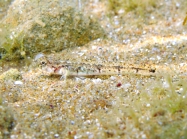 Pomatoschistus bathi (male)